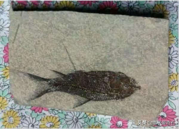 長江流域奇石玉石大全，其中一塊石頭以199萬成交