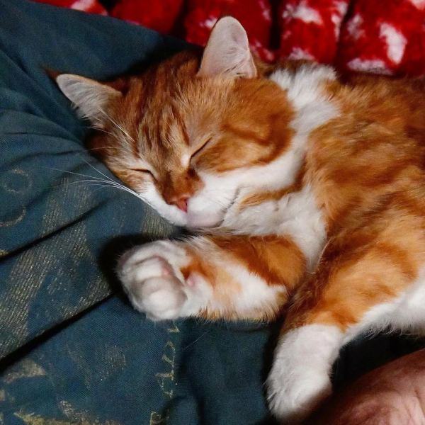 俄羅斯的胖橘，從流浪到人生贏家~逆襲喵生開始