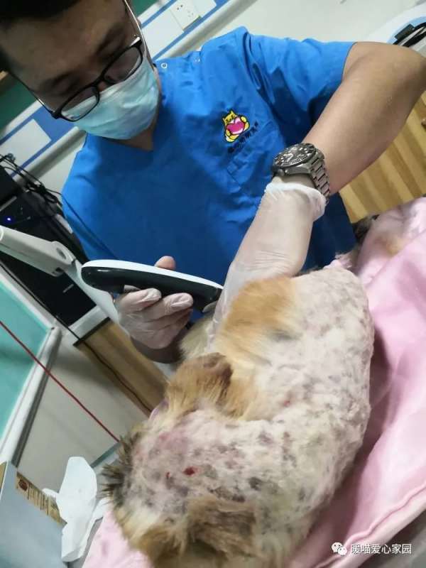 面板病癱瘓狗狗—小美的故事