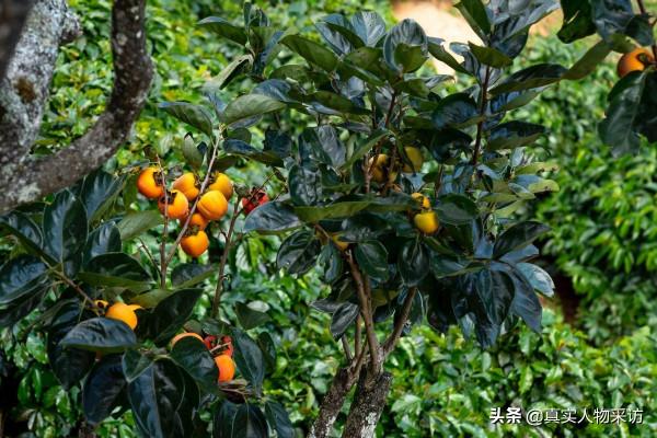 我,兩期《梨園春》擂主,因安分守己,錯過財富,63歲還在求生存 我,兩期《梨園春》擂主,因安分守己,錯過財富,63歲還在求生存