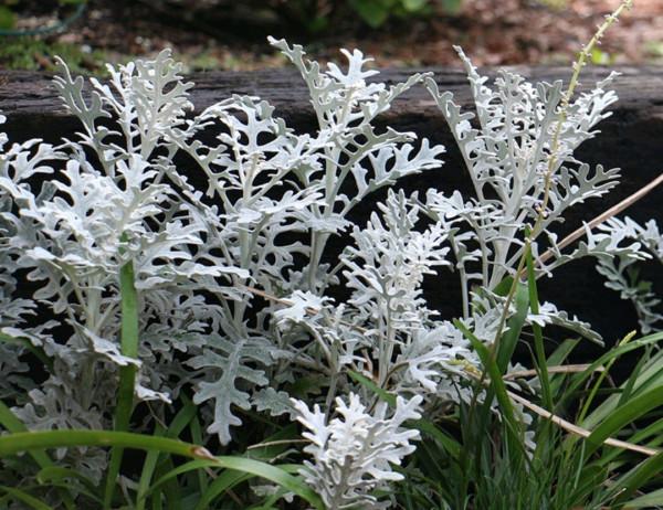 “24種”適合冬天種植的花草,現在種,來年春天花開滿園 “24種”適合冬天種植的花草,現在種,來年春天花開滿園
