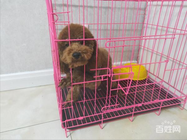 主人這些行為,會讓泰迪“討厭”,你做過嗎? 主人這些行為,會讓泰迪“討厭”,你做過嗎?