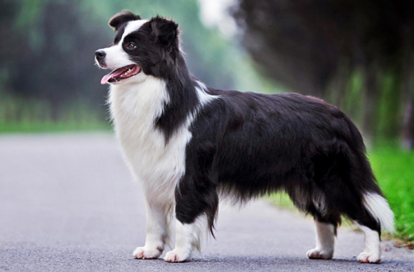 物種百科：邊境牧羊犬