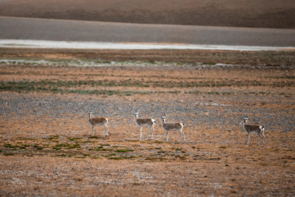 在阿里的四季裡，感受美好的一年