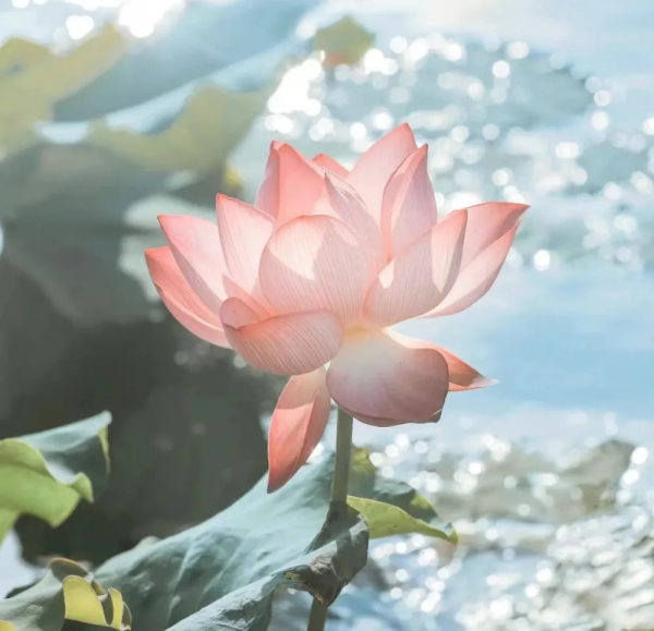 12月星象運勢丨勇敢的人會看到光 12月星象運勢丨勇敢的人會看到光