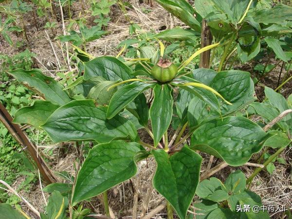 抗癌中草藥十四：重樓