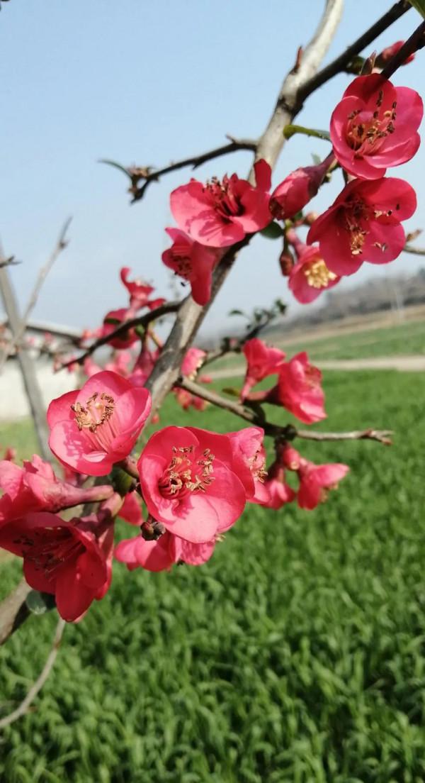 孫保才《心意內功勁法漫談》：心意的劈掌與形意的劈拳 （2）