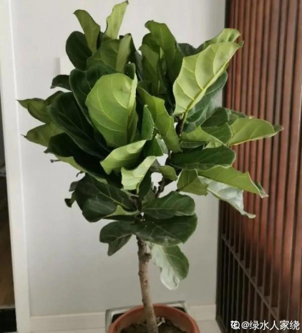 大葉子耐陰花，室內一定養，葉子比臉大，真涼快