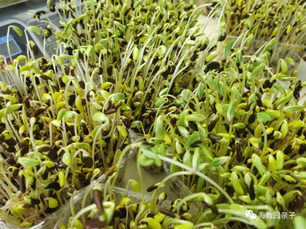 海教園親子走進田間,體驗農事活動,感受糧食豐收的喜悅 海教園親子走進田間,體驗農事活動,感受糧食豐收的喜悅