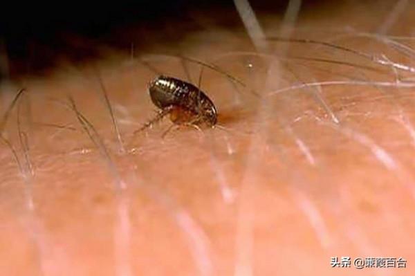 昆蟲被用於戰爭的10種令人震驚的方式