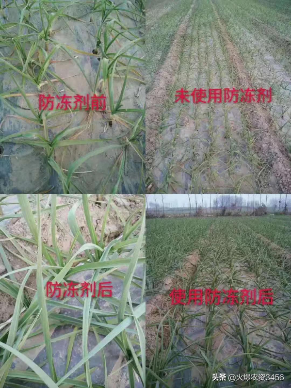 農業農村部預警！雙拉尼娜成真？今年冷冬，作物要注意防凍