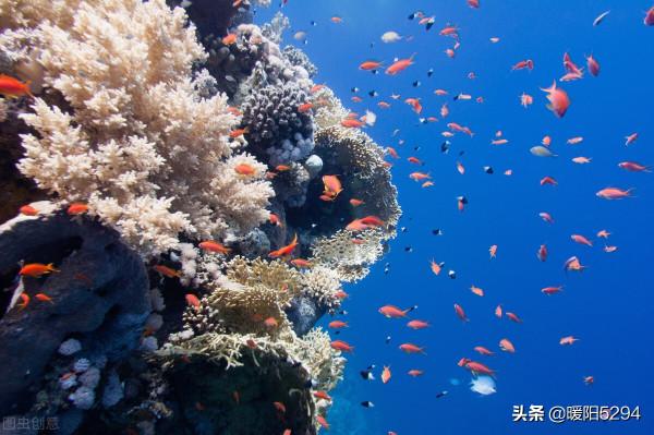 美麗的海底，難得一見的珊瑚王國