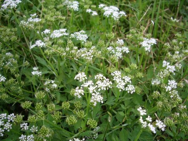 6種&OpenCurlyDoubleQuote;大毒花&rdquo;，春天正開花，看見離遠點，避免中毒
