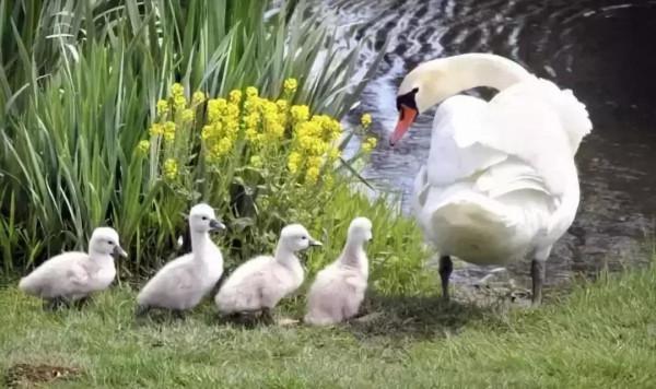 分享——天鵝之美