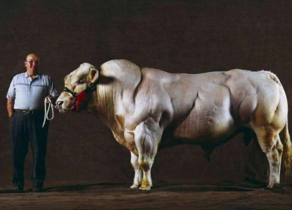 著名肉牛一天能長3斤肉,肌肉發達肉質細膩,為何我國不引入呢? 著名肉牛一天能長3斤肉,肌肉發達肉質細膩,為何我國不引入呢?