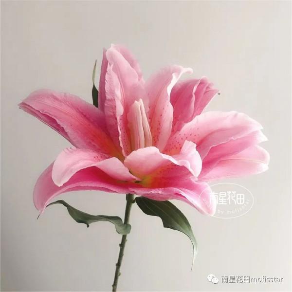 伊蒂莎重瓣百合 · 藥草甜香 伊蒂莎重瓣百合 · 藥草甜香