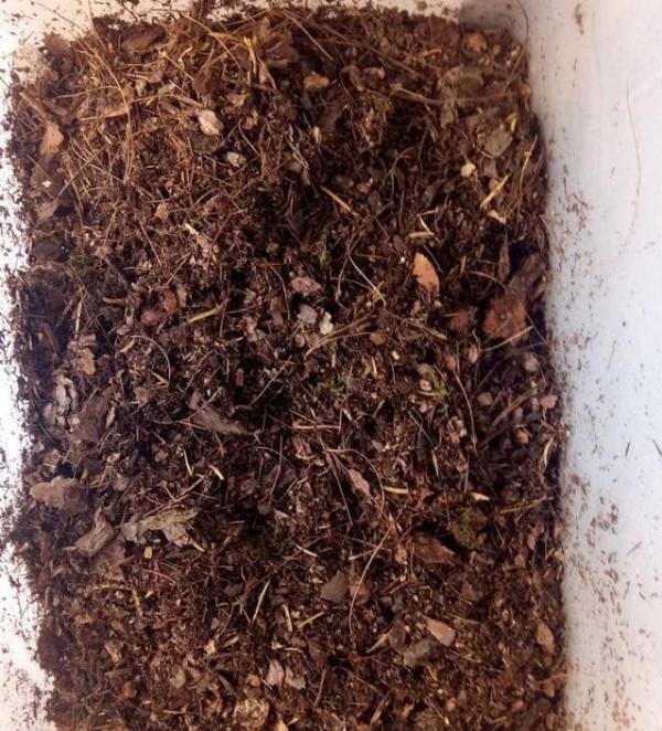 養花不用買肥料，把廚餘垃圾“囤起來”發酵，就是養花的好材料