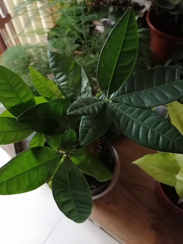 有格調的8種花，養在室內提升氣質，有品味的人都愛養