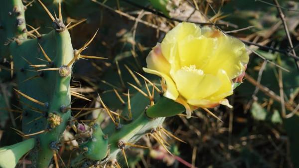 一個人來北海看海了 一個人來北海看海了