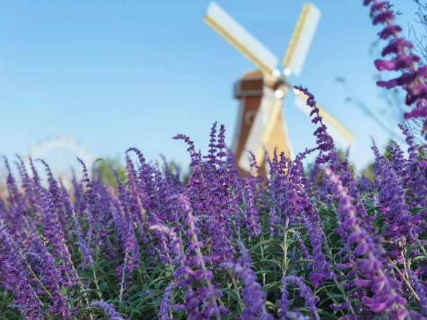 花海來啦!金卉莊園11月最美賞花季現已開啟!快來走“花路”吧! 花海來啦!金卉莊園11月最美賞花季現已開啟!快來走“花路”吧!
