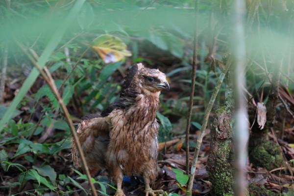 喜迎COP15大會 雲南普洱放歸85只野生動物