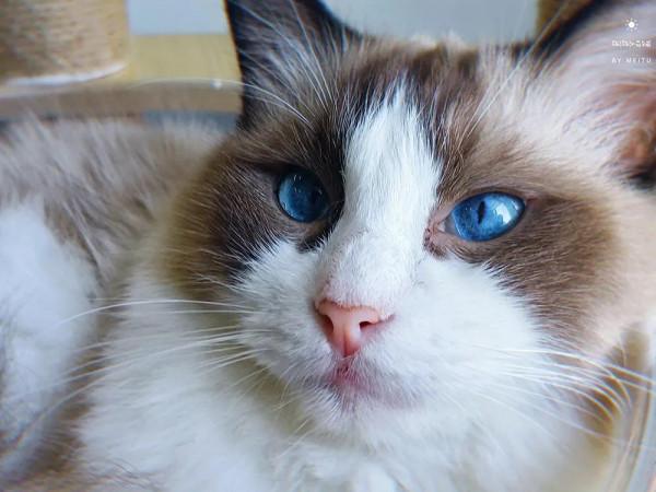 我那嫁入豪門的閨蜜竟然養了只流浪貓