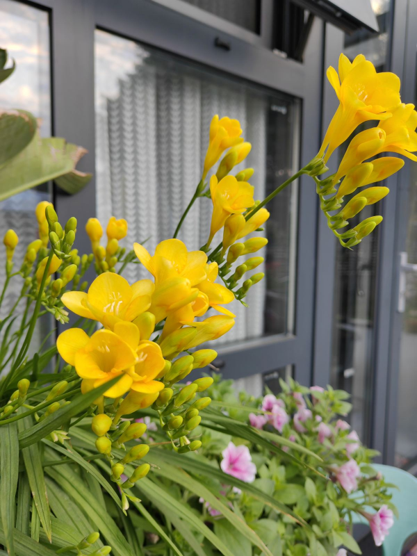 香雪蘭光長葉不開花，主要是4點沒做好，先端出去猛曬