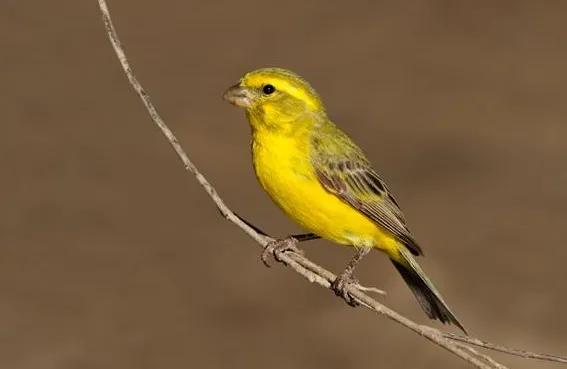 100幅美麗的鳥圖欣賞