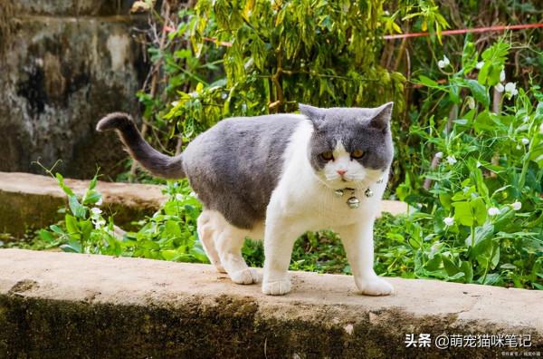 肖戰養的曼基康矮腳貓咪是什麼品種 肖戰養的曼基康矮腳貓咪是什麼品種
