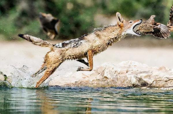 神奇大自然-奇妙動物照片 2 神奇大自然-奇妙動物照片 2