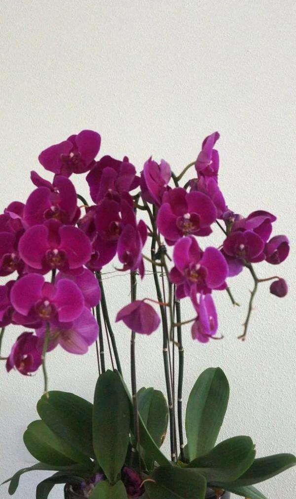 漂亮的蝴蝶蘭大全，顏色各異、姿態萬千