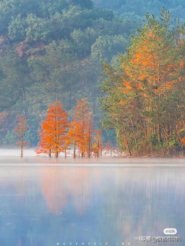 浙江紅杉林景點