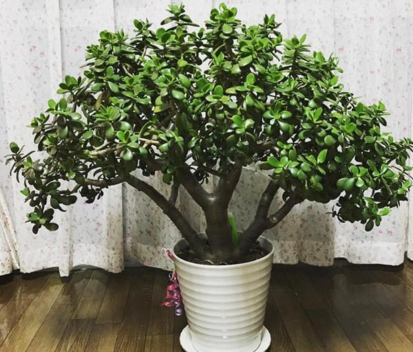 玉樹有“3怕2喜”，做好這幾點，養成漂亮的盆景