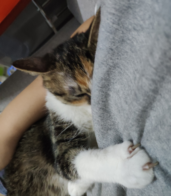 人生第一次被小貓咪成功“碰瓷”，是怎樣一種體驗？