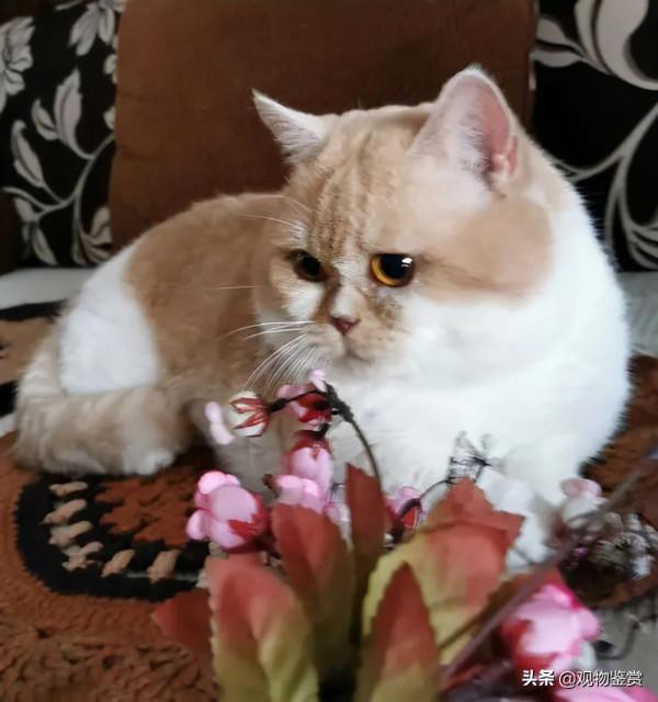 貓伯伯是一隻怎樣的貓,理由是什麼?豐子愷筆下的貓伯伯 貓伯伯是一隻怎樣的貓,理由是什麼?豐子愷筆下的貓伯伯