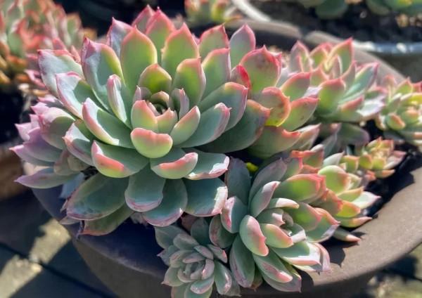 一年一度曬秋時,一年一度曬肉時 一年一度曬秋時,一年一度曬肉時