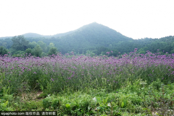 免費!這個浪漫如普羅旺斯的花海,就在咱北京! 免費!這個浪漫如普羅旺斯的花海,就在咱北京!