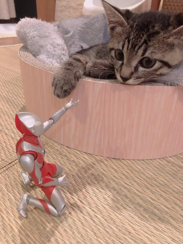 被收養的流浪貓與奧特曼的成長日記，太暖太有愛了