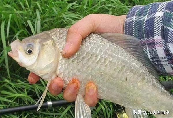 冬季釣鯽魚，釣深還是釣淺？選錯就是浪費浪費錢