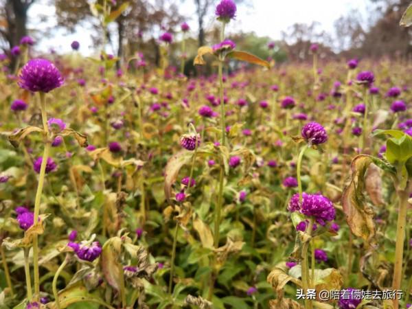 上海花開海上深秋的賞楓之行,醉美楓葉皆秋意,霜葉紅於二月花 上海花開海上深秋的賞楓之行,醉美楓葉皆秋意,霜葉紅於二月花