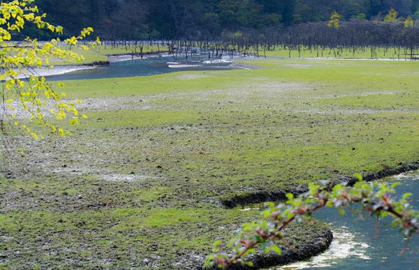四川又發現一人間仙境，樹還會走路？還是瀕危動物的棲息地