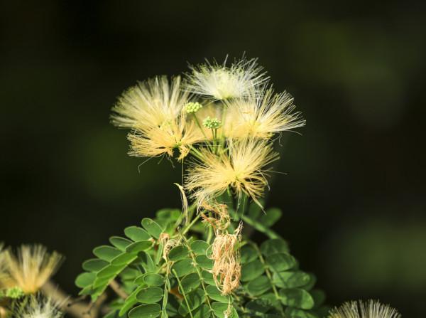 合歡花綻妍 合歡花綻妍