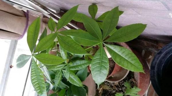 發財樹金錢樹黃葉子，這樣“搶救”，10天變綠葉，枝繁葉茂