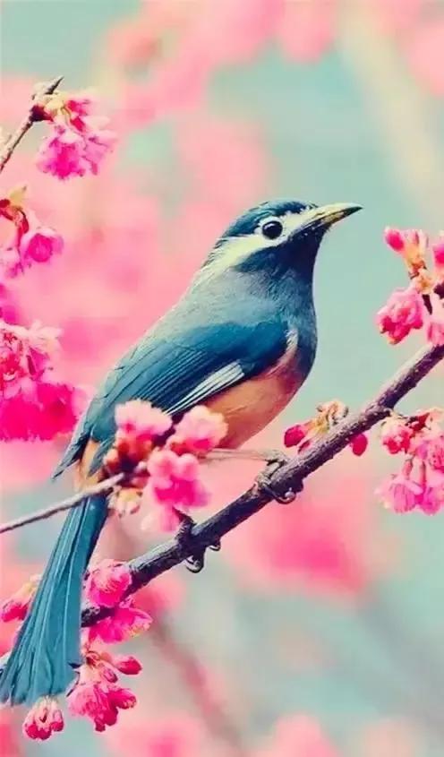 大自然的小精靈——花鳥