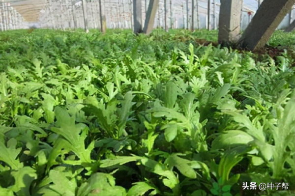 養鵝如何提高效益？這個菜鵝愛吃，柔嫩多汁，畝產6~8噸，效益好