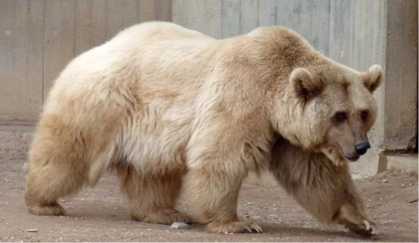 對於加拿大這隻網紅熊，我們必須要站出來闢謠了
