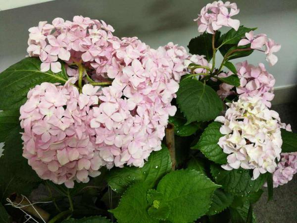 繡球花開花沒動靜，只差這兩下修剪，就能讓繡球花輕鬆爆盆