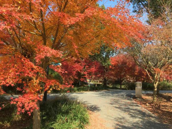 金山花開海上秋景園值得去嗎? 金山花開海上秋景園值得去嗎?