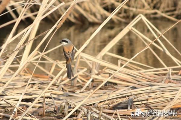 元旦初探蕭太后河-鴴鷸開年 元旦初探蕭太后河-鴴鷸開年