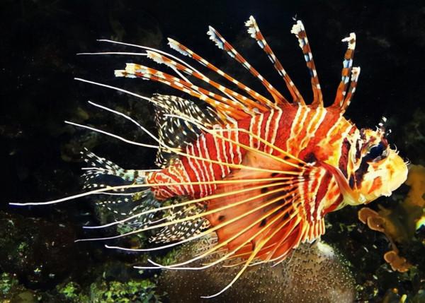 遇見以下5種動物撒腿就跑，否則有致命危險